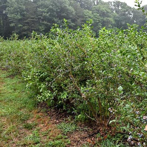 Bluecrop Blueberry Bushes