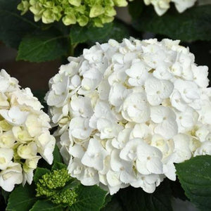 Blushing Bride Hydrangea Shrubs