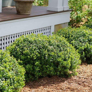 Boxwood Sprinter Shrubs