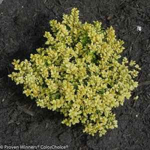 Brass Buckles Holly Shrubs