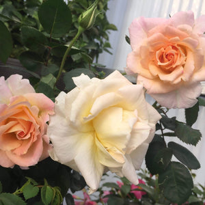 Brindabella Glow Rose Shrubs