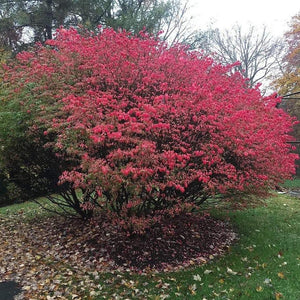 Burning Bush Euonymus Shrubs