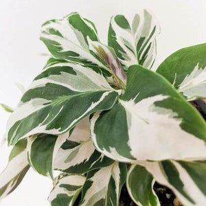 Calathea 'white fusion'