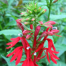 Load image into Gallery viewer, Red Cardinal Flower Plants
