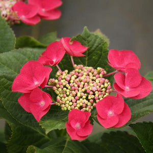 Cherry Explosion Red Hydrangea Shrubs