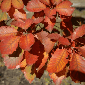 Chinkapin Oak Trees