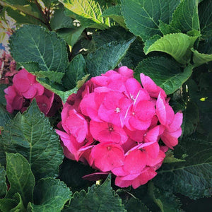 Cityline Paris Hydrangea Shrubs