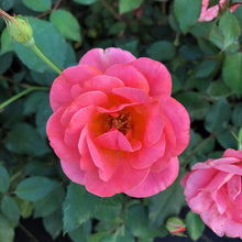 Load image into Gallery viewer, Coral Knock Out Rose Bushes
