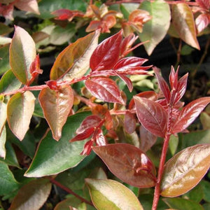 Coral Magic Crape Myrtle Shrubs