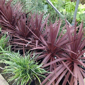 Cordyline Red Star Plants