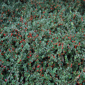 Cranberry Cotoneaster Shrubs