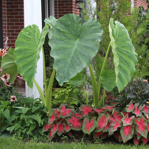 Alocasia Elephant Ear Plants