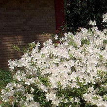 Load image into Gallery viewer, Autumn Ivory Encore Azalea Shrubs
