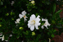Load image into Gallery viewer, Double Mint Gardenia Shrubs
