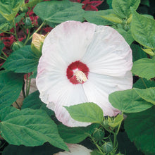 Load image into Gallery viewer, Hibiscus Head over Heels Blush
