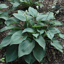 Load image into Gallery viewer, Hosta Blue Angel

