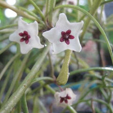 Load image into Gallery viewer, Hoya Retusa Plants
