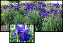 Load image into Gallery viewer, Iris Caesars Brother
