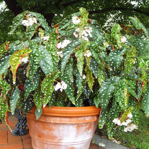 Begonia wightii Maculata Plants