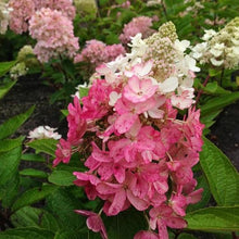 Load image into Gallery viewer, Lava lamp Flare Hydrangea Shrubs
