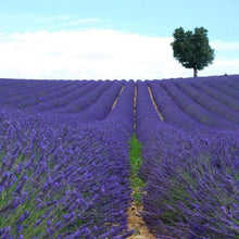 Load image into Gallery viewer, Lavender Provence
