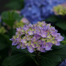 Load image into Gallery viewer, Let&#39;s Dance Rhythmic Blue Hydrangea Shrubs
