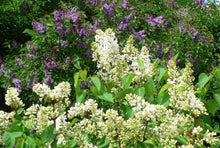 Load image into Gallery viewer, Lilac Primrose Shrubs
