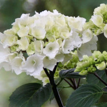 Load image into Gallery viewer, Onyx Zebra Mophead Hydrangea Shrubs
