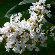 Load image into Gallery viewer, Natchez White Crape Myrtle Trees
