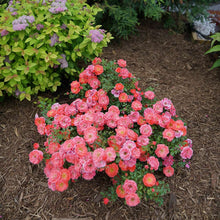 Load image into Gallery viewer, Oso Easy Mango Salsa Rose Bushes
