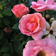 Load image into Gallery viewer, Peachy Knock Out Rose Bushes

