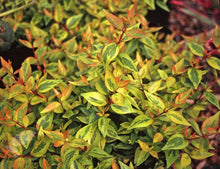 Load image into Gallery viewer, Kaleidoscope Abelia Shrubs
