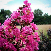 Load image into Gallery viewer, Plum Magic Crape Myrtle Shrubs
