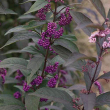Load image into Gallery viewer, Purple Pearls Beautyberry Shrubs

