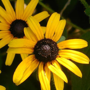 Black-Eyed Susan Rudbeckia Plants