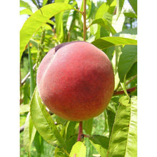 Load image into Gallery viewer, Redhaven Peach Tree
