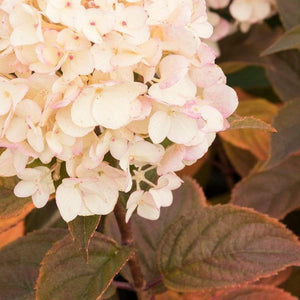 Candy Apple Hydrangea Shrubs