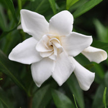 Load image into Gallery viewer, Gardenia Frost Proof Shrubs

