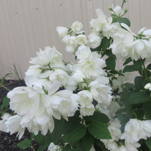 Load image into Gallery viewer, Mock Orange Snowbelle Shrubs
