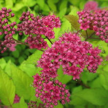 Load image into Gallery viewer, Goldflame Spirea Shrubs
