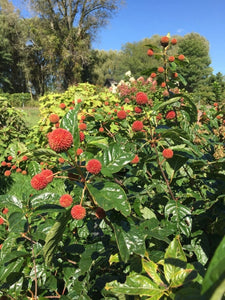 Cephalanthus Sugar Shack Shrubs