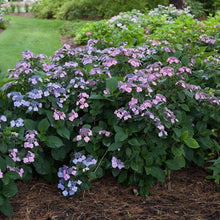 Load image into Gallery viewer, Hydrangea Tiny Tuff Stuff Shrubs

